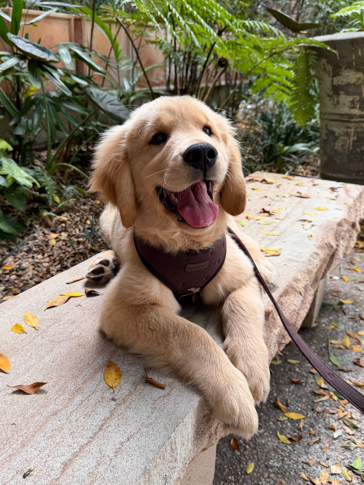 Chocolate Herringbone Adjustable Harness