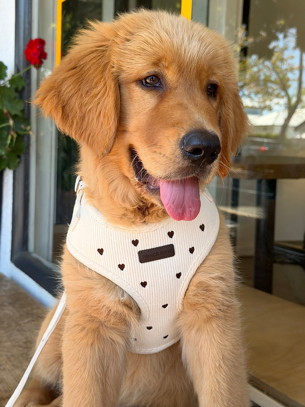 Cream Corduroy Adjustable Harness