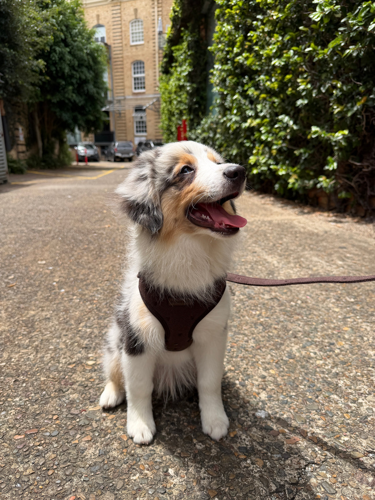 Chocolate Herringbone Adjustable Harness