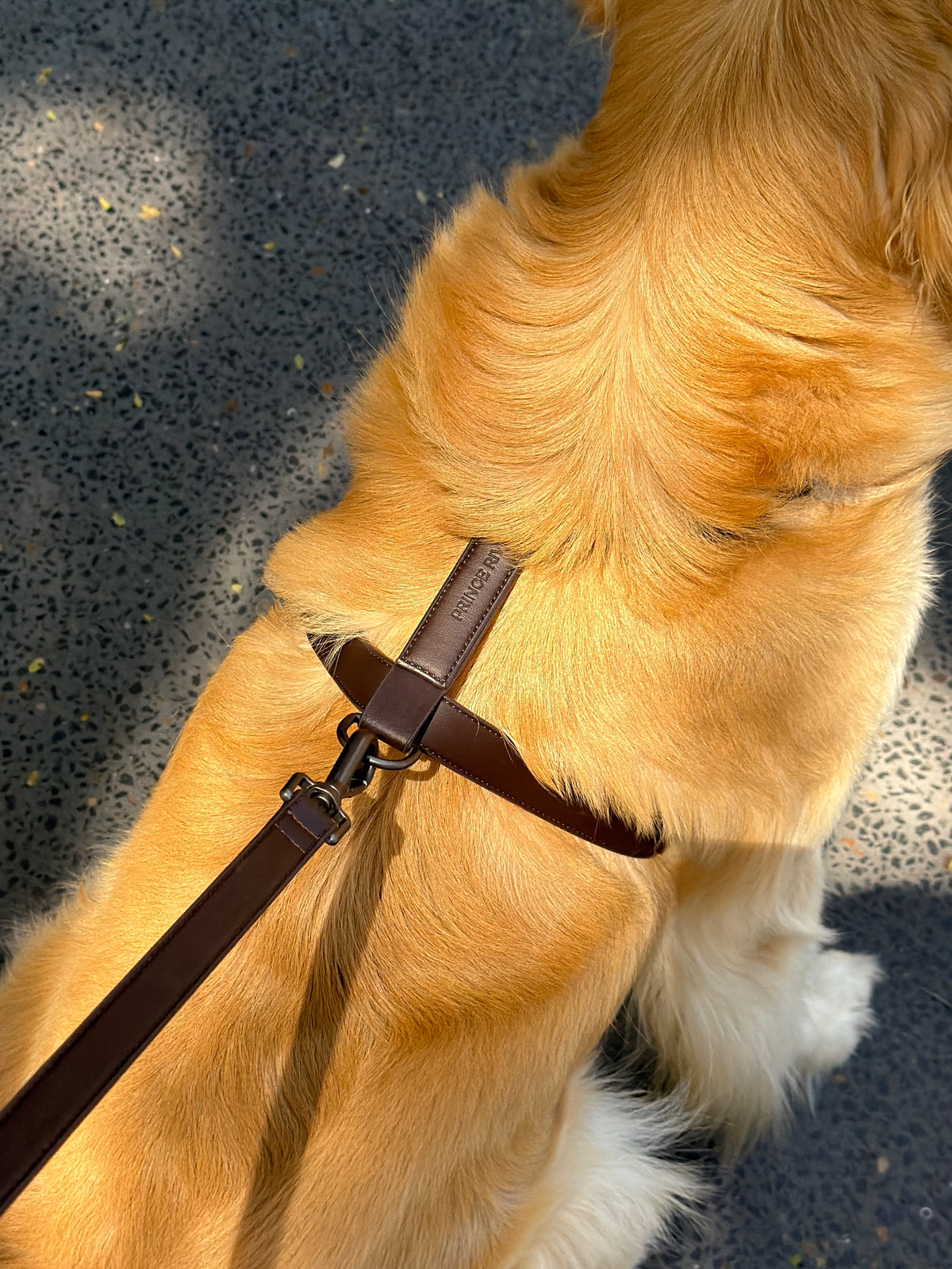 Chocolate Leather Harness