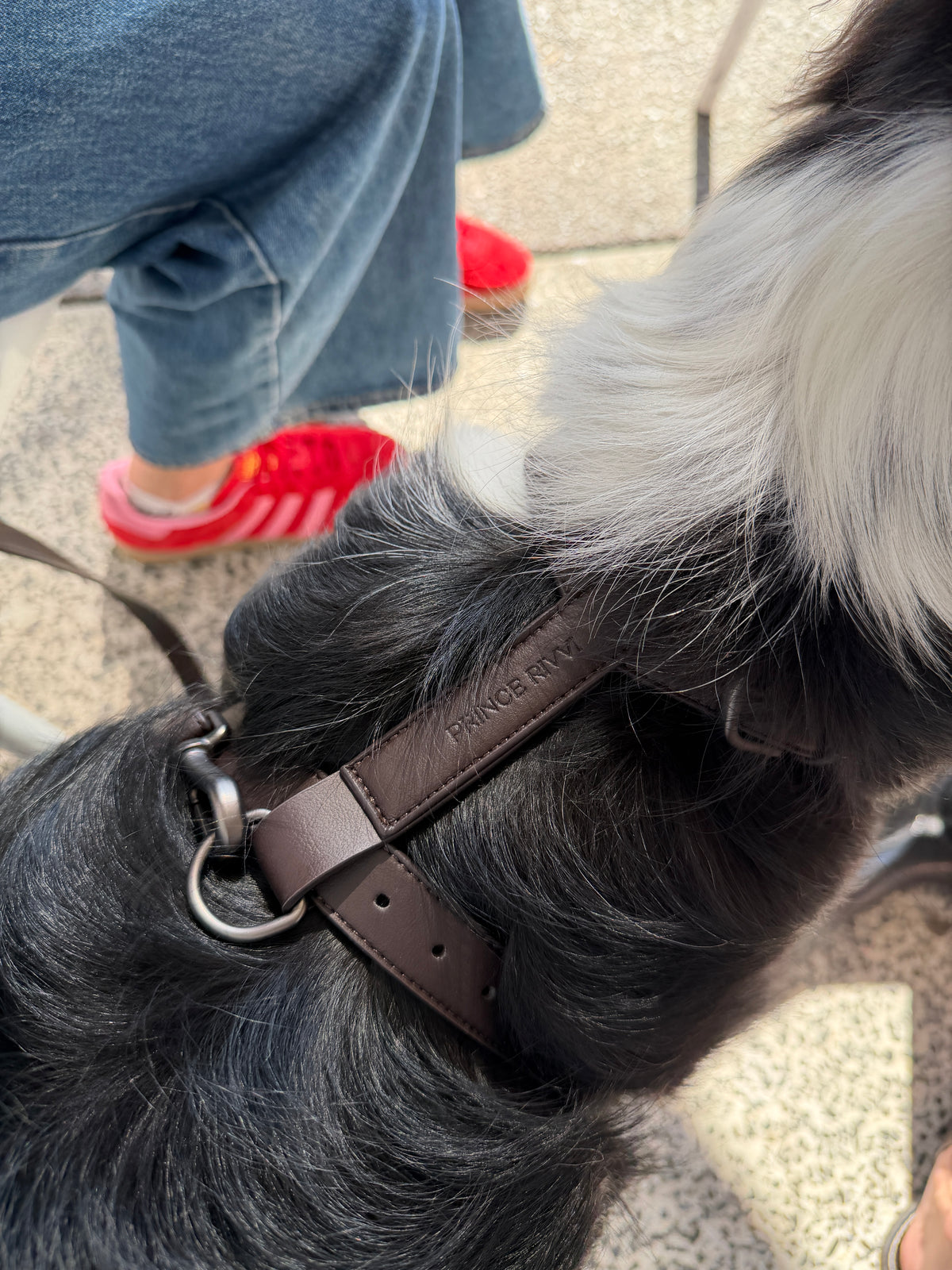 Chocolate Leather Harness